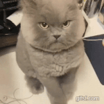 [EXO] <b>뚱</b>냥이 보쉴?