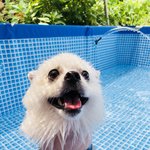 [강아지] 우리집 막내자랑!^^