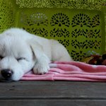 [강아지] 우리집 댕댕이 자랑 2