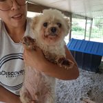 [강아지] 사람이 마냥 좋은 말티즈 크<b>롱이</b>