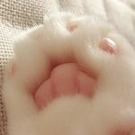 <b>카</b><b>맥스</b> 단지형 립밤 ㅈㄴ얹아주고 자고