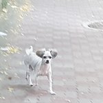 [강아지] 서울 구로중학교 근처 강아지 잃어버리신 분