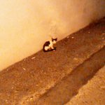 [후기] 오늘 맢42 학교대항전 첨했어!