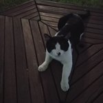 고양이 사진<b>이양</b>