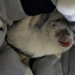 어린아깽이급구!<b>임보</b>!입양!