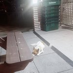 경주 대릉원쪽 <b>유기</b>견 2명있는데 어떡하죠..데리고 가주실분..
