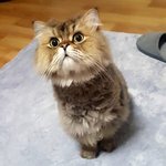 [고양이] 페르시안 친칠라 뚠뚜니 너굴이 4탄