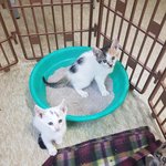 간 아깽이가 맞아죽어 검은 <b>봉지</b> 속 싸늘한 시체가 되어돌아왔습니다