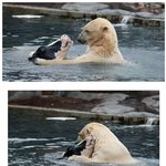 [감동] 물에 빠진 <b>젖소</b>를 구하는 곰