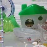 어미는 가만히잇는데 괴성을 내는 새끼~~