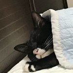 [고양이] <b>고냥</b>이 자는중 ㅎㅎㅎ
