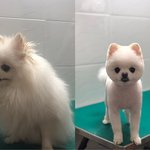 애두라 오늘 내가 <b>미용</b>한 포메야!