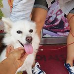 [강아지] <b>땡볕</b>에 묶여있던 스피츠 소원이