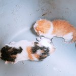 진짜진짜 새끼고양이 도와주세요!!