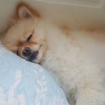 우리<b>집</b> 강아지가 너무귀여워서 <b>털</b> 짤랐어요!!