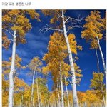 [명랑엽떡] 8<b>만년</b>동안 생존한 나무