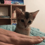 [드루와] 강다니엘 냥쓰담이 부러웠던 강다니엘팬의 <b>최후</b>....