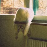 [방탄소년단] 인사봇 망개떡.<b>jpg</b>