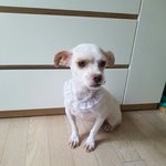 [강아지] 땡이이야기 좀 들어주세요