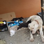 [강아지] <b>케인</b>크로소 아이들 좀 봐주세요