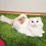 [고양이] 집사야 시원하게 구석구석 잘좀해봐라~