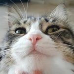 [고양이] [냥선생]딸냥이의 미모
