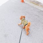 [강아지] 귀여운 <b>푸들</b> 우리 메리