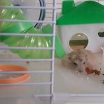 <b>어미</b> 햄스터 봐라~~~