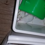 흰색햄스터 두마리~~~