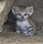 <b>사막</b>에 사는 샌드캣을 아시나요?
