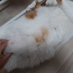 나의 동거묘 <b>도칠</b>이 '여름휴가'