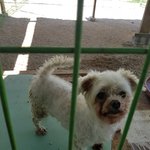 [강아지] 말티즈 <b>링컨</b>이의 가족이 되어주세요