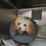 [강아지] 파보를 이겨낸 꼬맹이