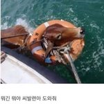 [드루와] <b>퀴즈</b>! 소가 물에 빠지면?