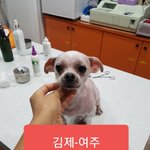 [강아지] 김제에서 <b>여주</b> 이동봉사 부탁드려요