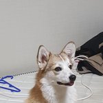 [EXO] 엑소 바르게 잘생긴 개.<b>jpg</b>