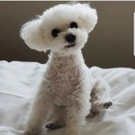 [강아지] 짠! 다시 찾아온 딸기뽀시래기예요:-D