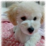 우리집 사랑둥이 뽀야