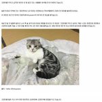 [명랑엽떡] <b>숙박</b>하면 고양이를 빌려주는 여관