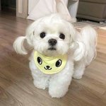 나 양갈래 했는데 <b>이대로</b> 다녀도 괜찮을 거 같아?