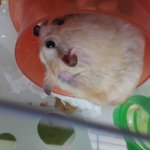 두번이나 연속 임신하고 원형탈모가 온 <b>홈플</b>이 어미~~
