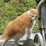 [댓글부탁해] 나 길에서 키드<b>밀리</b> 봣음 사진찍었어 ㅌㅋ