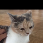 내일부터 일주일동안 우리집에 고양이<b>온다</b>