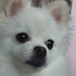 [댓글부탁해] 길고양이들한테 간식 주고 싶은데
