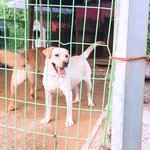 내가 찍은 댕댕이들 사진 볼 사람~~~~