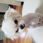 [강아지] 말티즈 <b>미용</b>