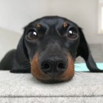 닥스훈트 개<b>귀여</b>웡S2S2S2S2S2