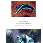 [<b>명랑</b>엽떡] 더러움을 참지 못하는 물고기