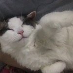 [댓글부탁해] 애도라 나 <b>혼카</b>할까