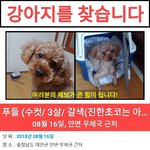 [방탈죄송] <b>안면</b>터미널부근 푸들찾아요